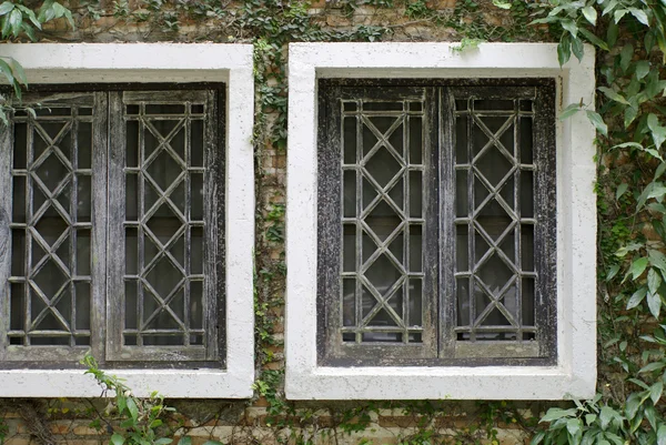 Ziegelmauer mit Kletterbaum, Pflanzenmauer mit weißem Fenster — Stockfoto