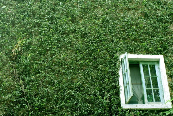 Pared de planta verde con ventana blanca —  Fotos de Stock