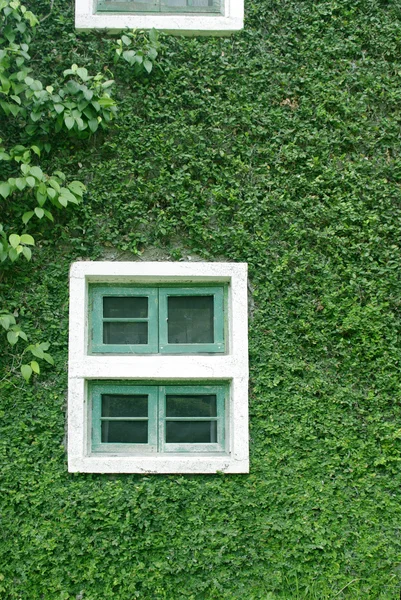 Natural green climbing tree, plant wall with white window — Stock Photo, Image