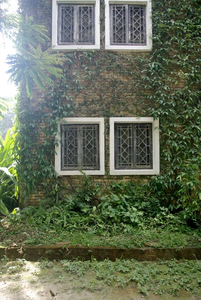 Ziegelmauer mit Kletterbaum, Pflanzenmauer mit weißem Fenster — Stockfoto