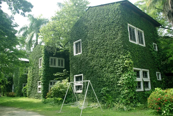 Groene muur op gebouw — Stockfoto