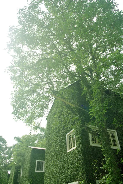 Mur vert sur le bâtiment — Photo