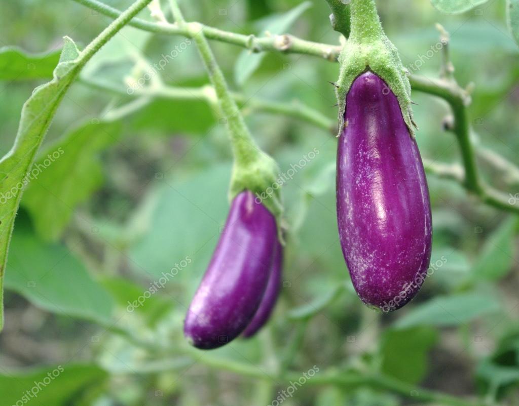 Eggplant garden vegetable — Stock Photo © glowonconcept 42275833