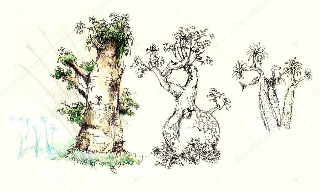 baobab tree illustration
