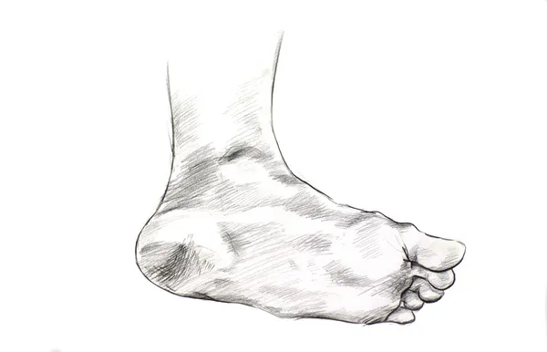 Premium Vector  Human woman bared feet line drawing vector illustration  sketch