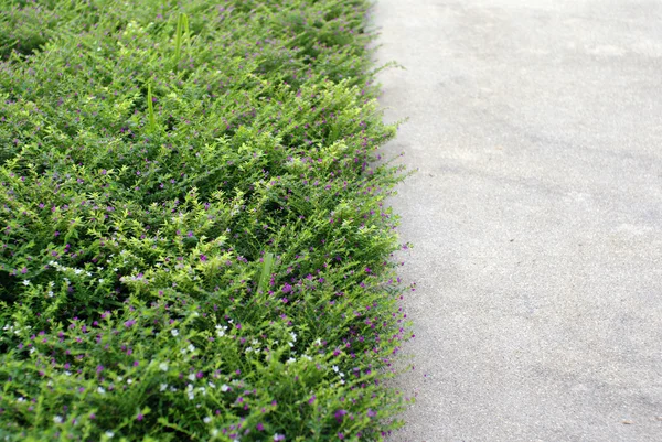 Caminho de concreto e tampa de flor verde — Fotografia de Stock