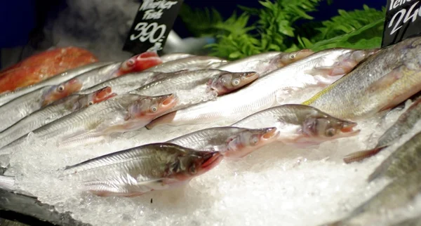 Ledový ryby v supermarketu — Stock fotografie