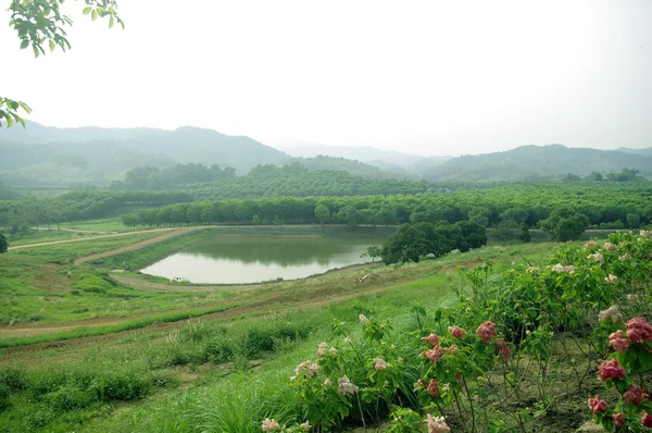 茶山农场 — 图库照片