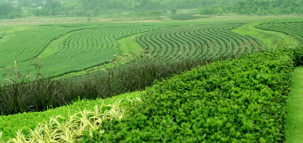 Granja de té en la colina —  Fotos de Stock