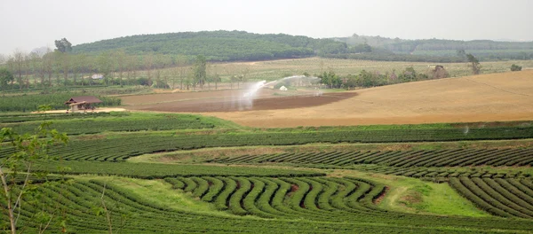 Чайная ферма на холме — стоковое фото
