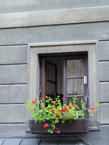 Окна с цветочными горшками — стоковое фото