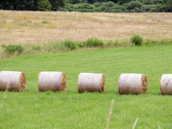 Rolo de feno na fazenda — Fotografia de Stock
