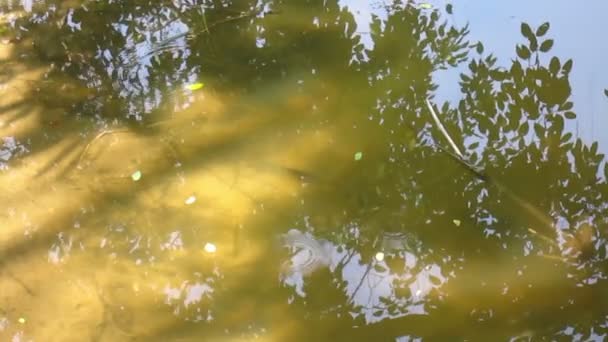 Fische in klarem Wasser. schwimmt weg und hinterlässt eine Wasserwelle — Stockvideo