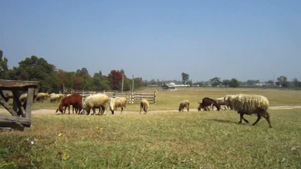 Sheep and goat farm close up, flock in different species and color — Stock Video