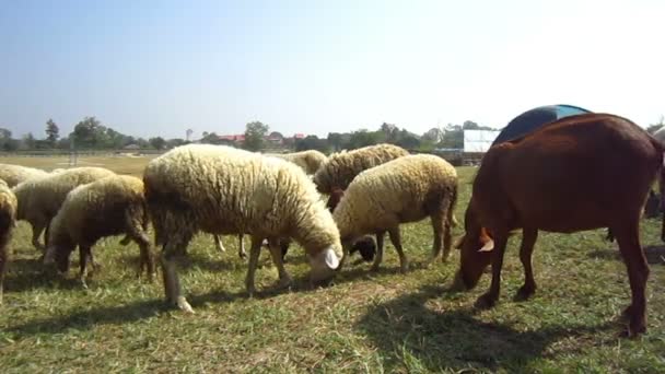 Får- och getsektorn gård nära upp, flock i olika arter och färg — Stockvideo