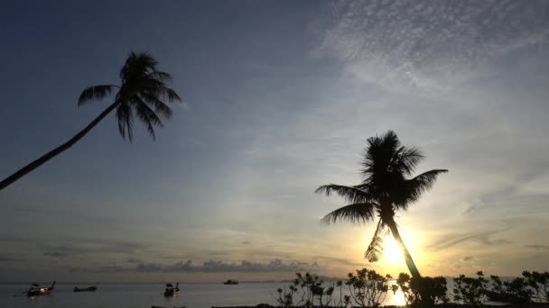 Dos Palmeras Silueta Cocoteros Con Océano Amanecer Fondo Composición Luz — Vídeos de Stock