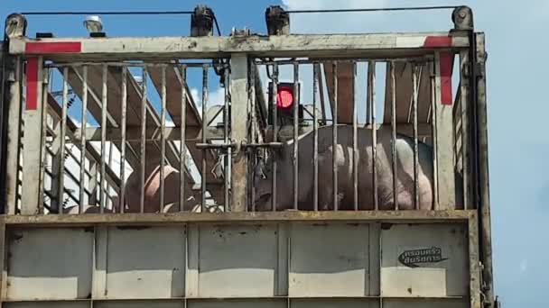 Veestapel Transport Truck Road Moving Pigs Pork Meat Consuming — Stockvideo