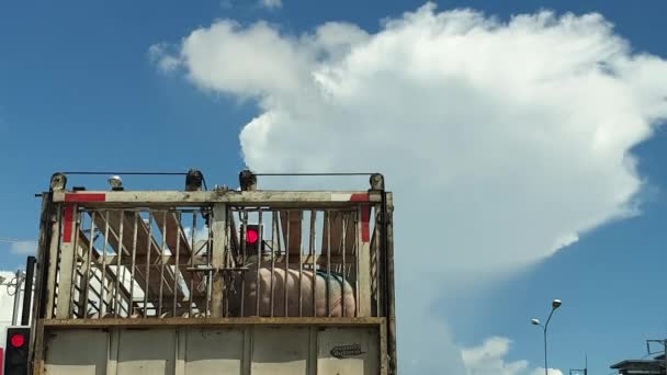 Camión Transporte Ganado Carretera Que Mueve Cerdos Para Consumo Carne — Vídeos de Stock