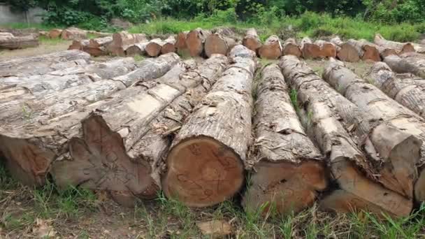 Wylesianie Dzienniki Wyciąć Stos Reszta Polu Rządu — Wideo stockowe
