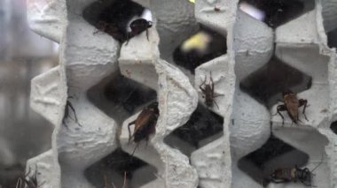 Böcek yetiştiriciliği işi kriket çiftliği. Yakın çekim. Gelecekteki yiyecekler daha az enerji tüketiyor.