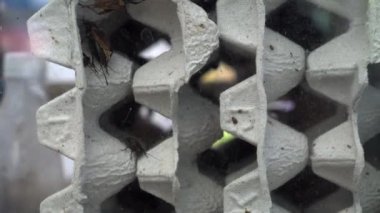 Böcek yetiştiriciliği işi kriket çiftliği. Yakın çekim. Gelecekteki yiyecekler daha az enerji tüketiyor.