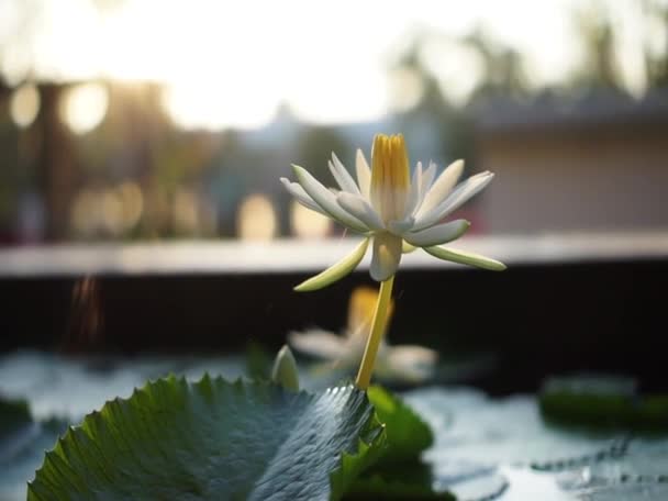 White Lotus Bloom Thailand Resort Spa Resort Serene — Stock Video