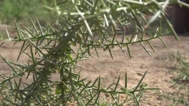 Mısır 'ın kurak bölgesinde büyüyen dikenli çöl bitkisi yaprakları çalısı