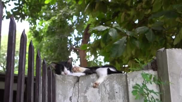Onvriendelijke Zwart Wit Kat Slapen Huis Muur Met Groene Boom — Stockvideo