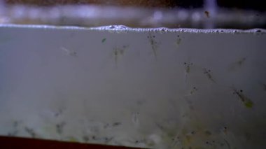 Restoranda karides akvaryumu. Tayland 'da çiğ hayvan yemeği.