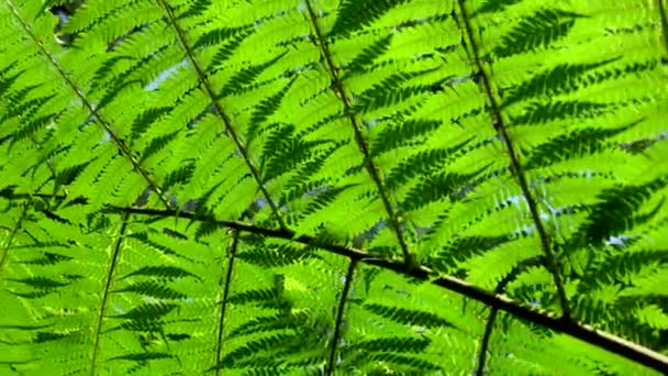 Feuilles Fougère Ferment Angle Bas Dessous Dans Lumière Soleil Matin — Video