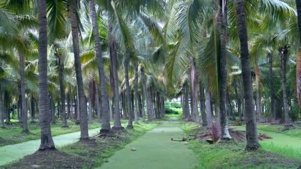 Fazenda Coco Sudeste Asiático Grandes Árvores Com Canal Meio — Vídeo de Stock
