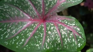 Caladium bicolor tropikal dekoratif pembe renk bitkisi kalp şeklinde.