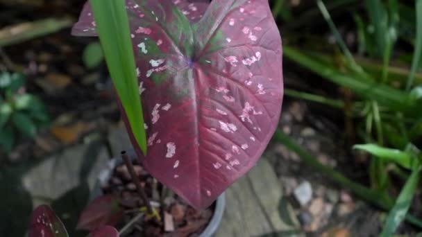 カラジウム二色熱帯装飾ピンクダークレッドパープルの色の植物とハート形の葉 — ストック動画