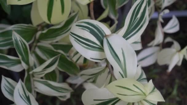 Variegated Plant White Spot Leaves Poppular Minimalist Decorative Plants — Stock videók