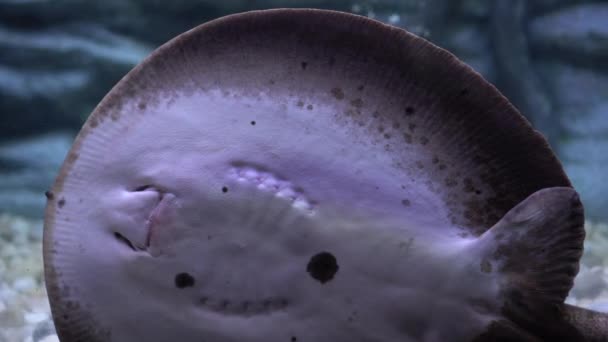 Stingray Mouth Gill Movment Breathing Underwater — Stock Video