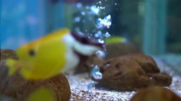 Gele Tangvissen Met Zwarte Stip Streep Aquarium — Stockvideo