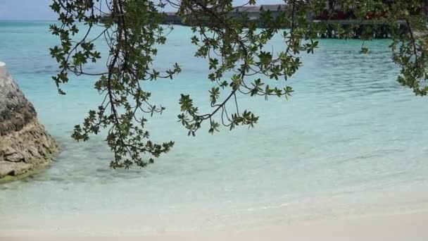 Maldive Παραλία Και Τον Ωκεανό Δέντρο Πρώτο Πλάνο Αργή Κίνηση — Αρχείο Βίντεο