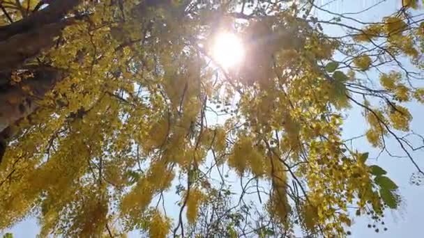 Χρυσό Δέντρο Ντους Κίτρινο Κρεμαστό Λουλούδι Ανθίζοντας Χαμηλή Γωνία Φως — Αρχείο Βίντεο