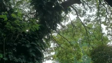 Bereketli ormanda tropik orman büyük ağaç alçak açılı rüzgar düşen yaz yaprakları yavaş çekim yapar.