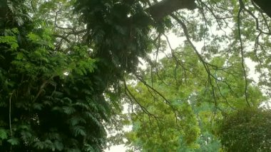 Bereketli ormanda tropik orman büyük ağaç alçak açılı rüzgar düşen yaz yaprakları yavaş çekim yapar.