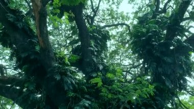 Bereketli ormanda tropik orman büyük ağaç alçak açılı rüzgar düşen yaz yaprakları yavaş çekim yapar.