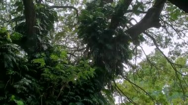 Bereketli ormanda tropik orman büyük ağaç alçak açılı rüzgar düşen yaz yaprakları yavaş çekim yapar.