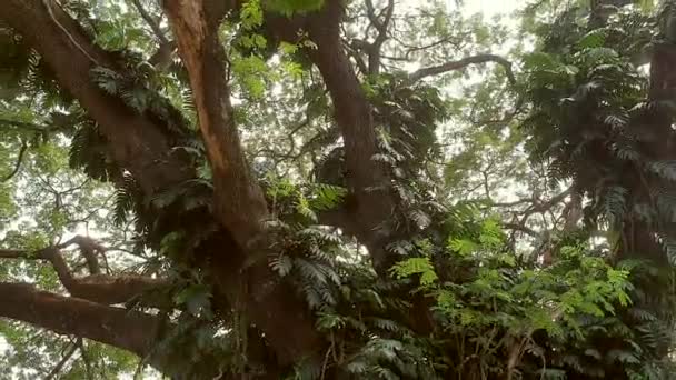 Tropical Forest Big Tree Lush Jungle Low Angle Windy Summer — стоковое видео