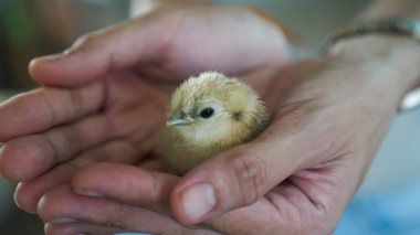 Eller yeni doğmuş küçük ipek tavukları, çiftlik hayvanlarını tutuyor.