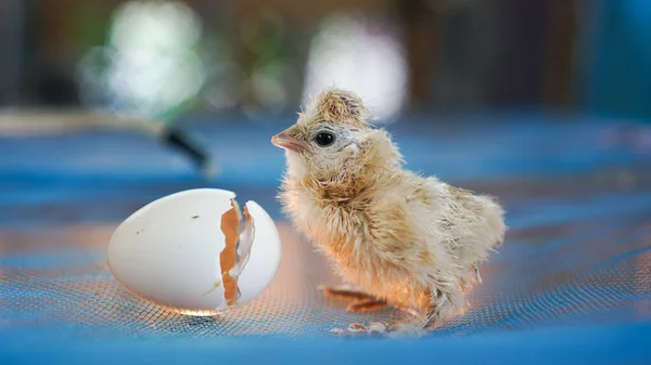 Small chicks silky silkie chicken hatched from egg cute little newborn wet