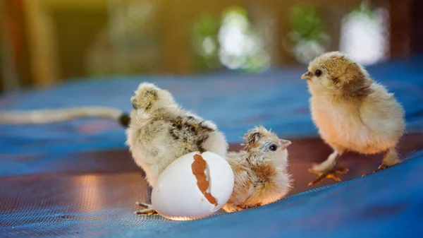Small Chicks Silky Silkie Chicken Hatched Egg Cute Little Newborn — Stock Photo, Image