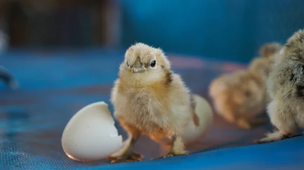 Small chicks silky silkie chicken hatched from egg cute little newborn wet