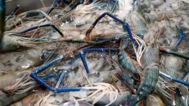 El plastik eldiven buz tepsisi hipermarket gıda bölümünde taze karides seçin