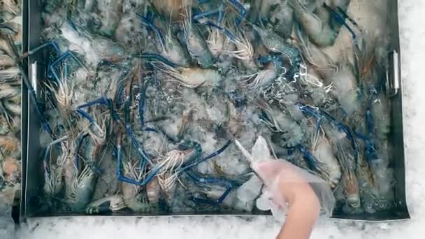 Gant Plastique Main Sélectionnez Crevette Rivière Fraîche Dans Section Alimentation — Video