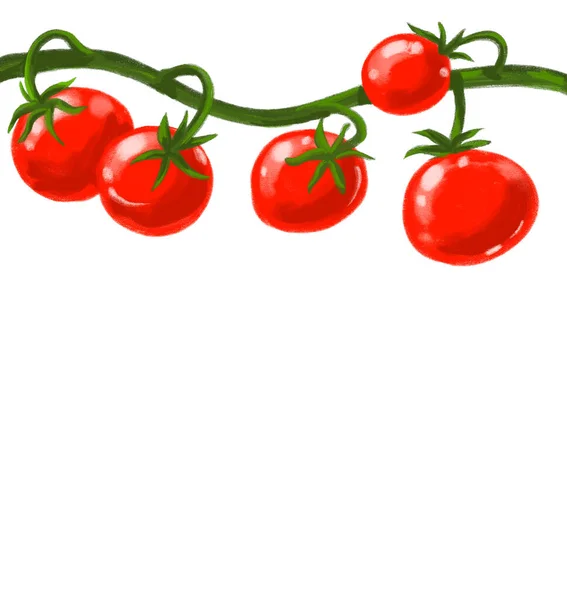 Czerwony Soczyste Świeże Pomidory Winorośl Ręka Malarstwo Ilustracja Sztuka — Zdjęcie stockowe